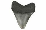 4.71" Fossil Megalodon Tooth - South Carolina - #186651-2